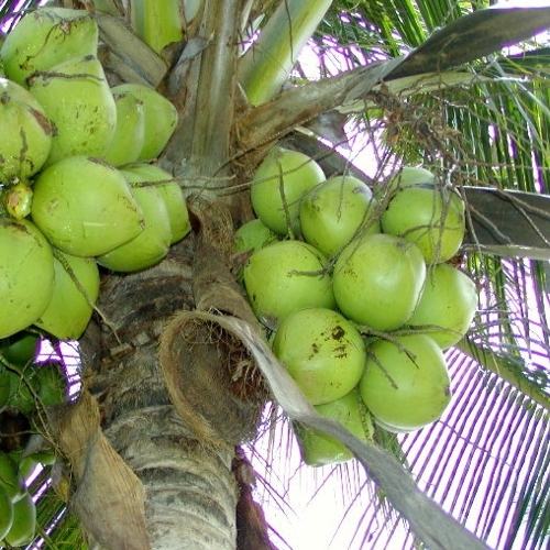 Fresh Green Coconuts