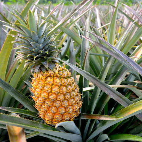 Export Quality Fresh Pineapple