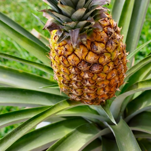 Fresh Pineapple