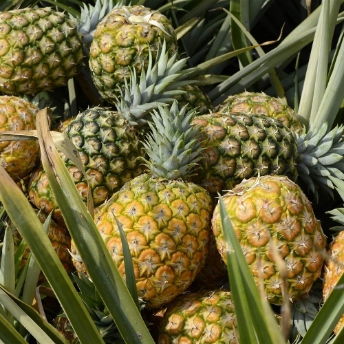 Natural Pineapple Fruits