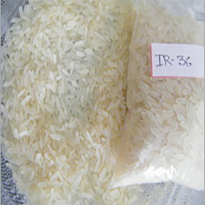 IR-36 Raw Old Rice - Medium Grain, 14% Moisture | High Yield, Disease Resistant, Easy to Cook, Nutritious