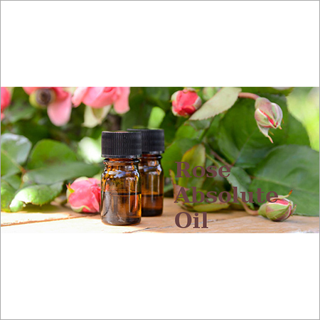 Rose Absolute Oil