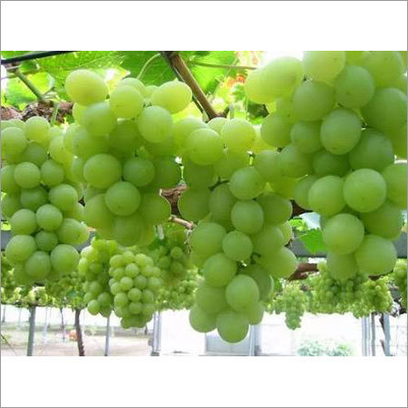 Fresh Grapes