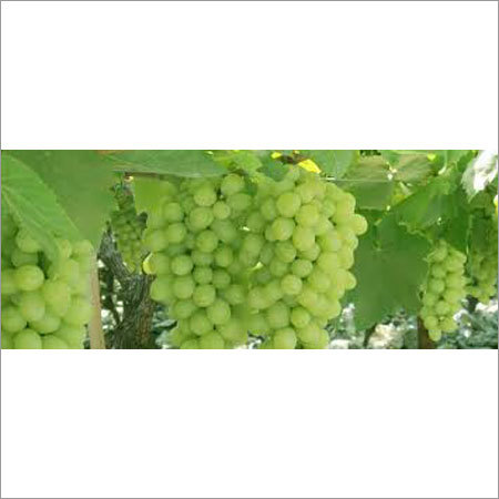 Natural Fresh Grapes