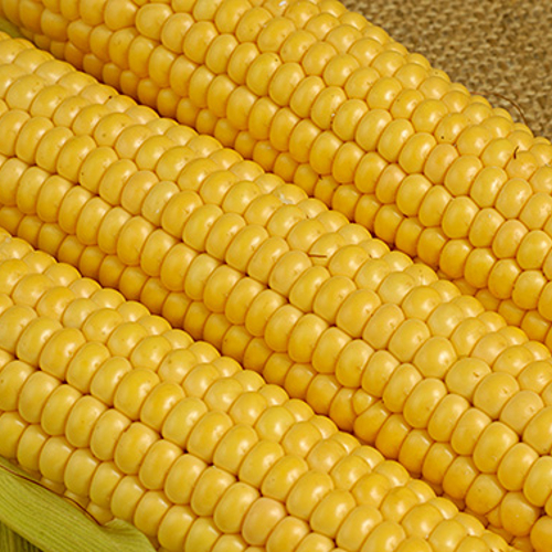 Indian Yellow Corn