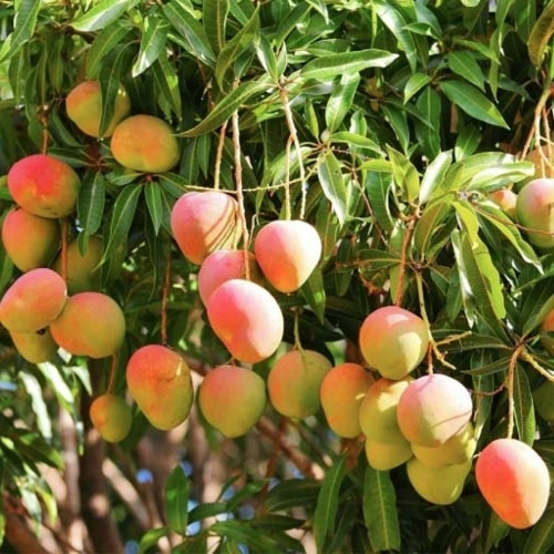 Indian Alphanso Mango