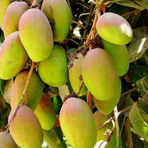 Export Quality Indian Ripe Mango
