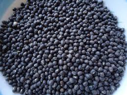 Urad
