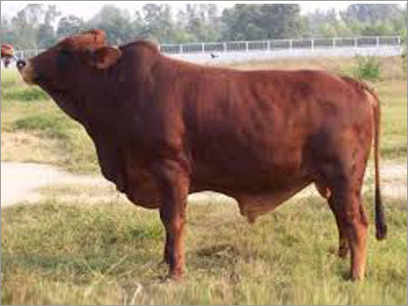 Bull
