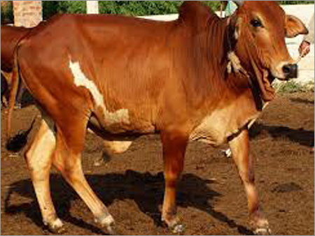 Bull