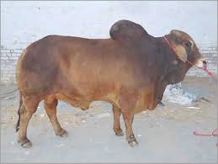 Bull