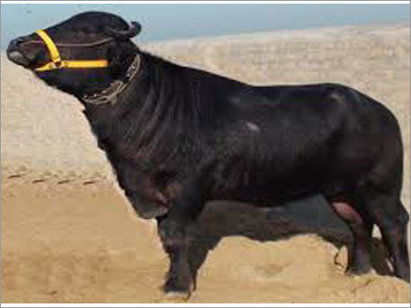 Murrah Bull