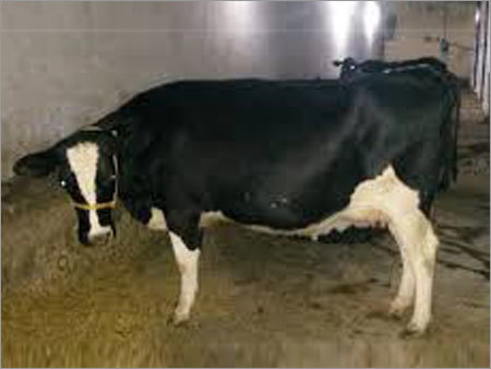 HF Cow