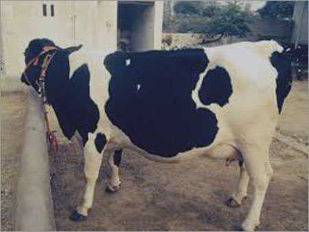 HF Cow