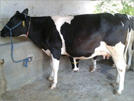 HF Cow