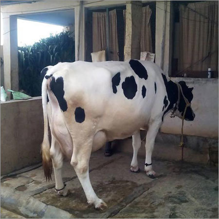 HF Cow