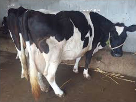 HF Cow