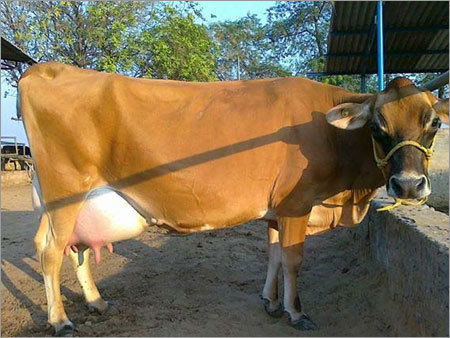 Jersey Cow