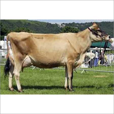 Jersey Cow