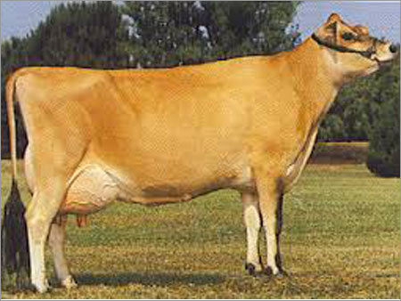 Jersey Cow