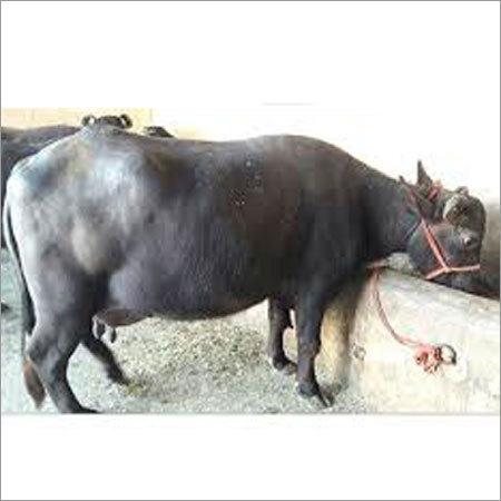 Murrah Buffalo