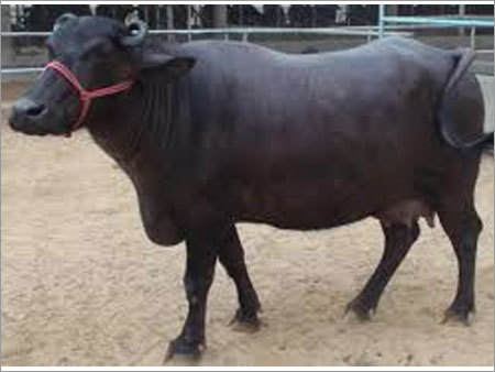 Murrah Buffalo