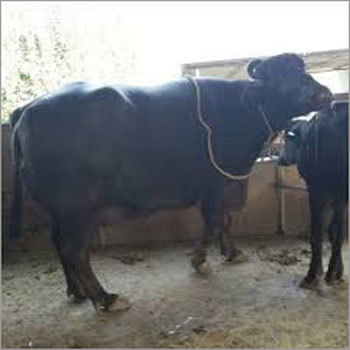 Murrah Buffalo