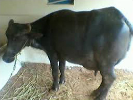 Murrah Blacks Buffalo