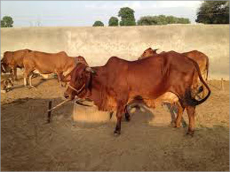 Sahiwal Cows