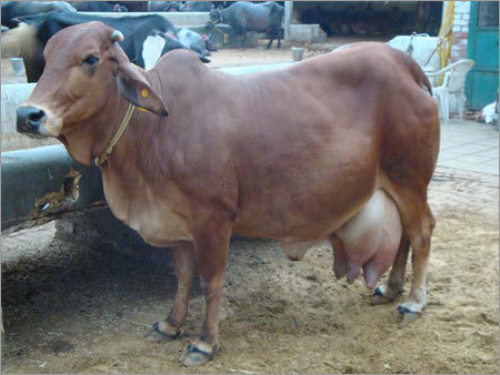 Sahiwal Cows