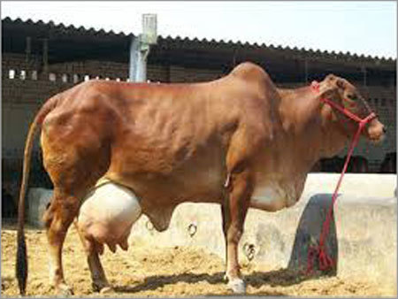 Sahiwal Cows