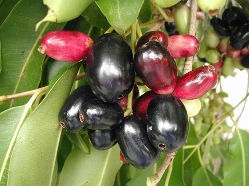 EUGENIA JAMBOLANA