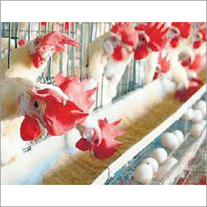 Animal Feed Supplement