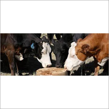 Cattle Feed Supplements