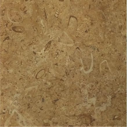 Sandstone Fossil Gold