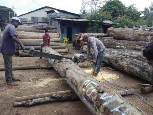 Pine Wood Planks