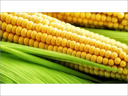 Normal Yellow Maize