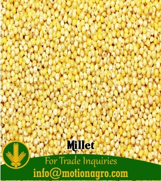 Millet