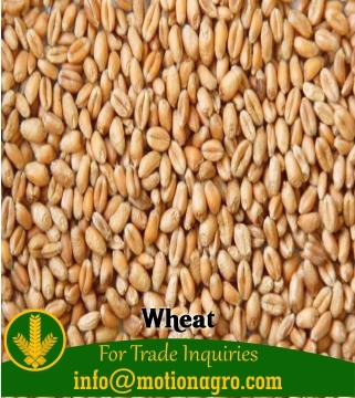 Wheat