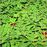 Moringa Leaves
