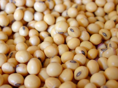 Organic Soya Bean