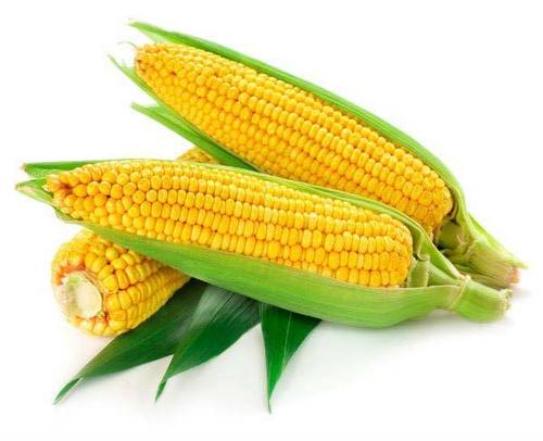 Organic Sweet Corn
