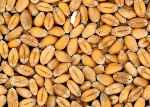 Organic Bhalia Wheat