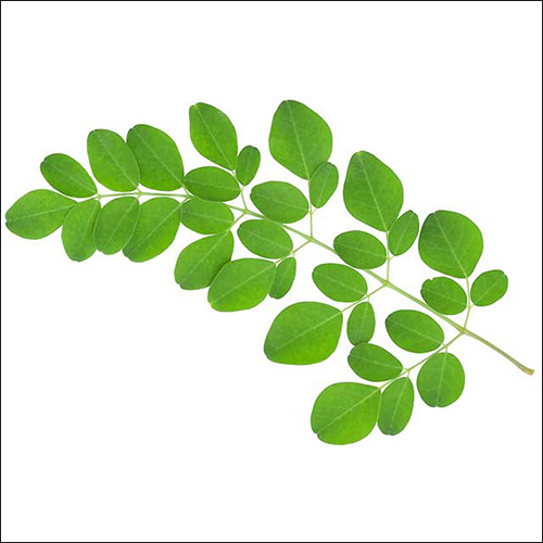 Herbs and Medicinal Plants