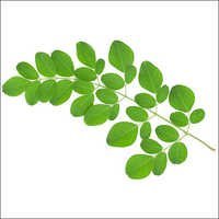 Herbs And Medicinal Plants