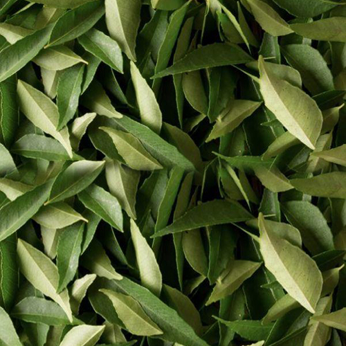 Herbs Plants