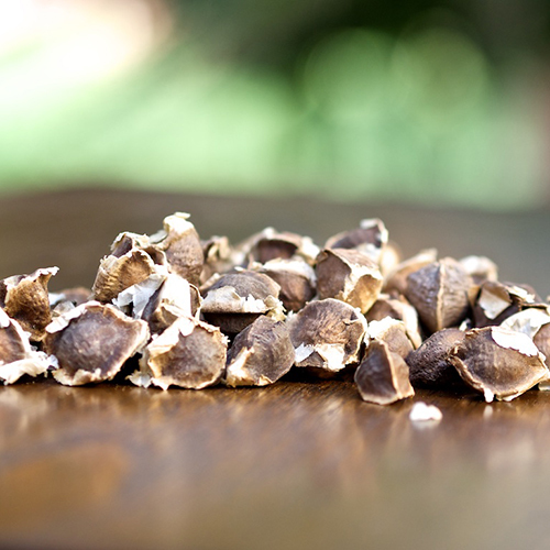 Moringa Seed
