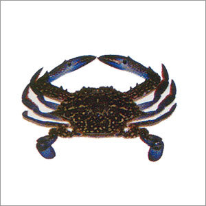 Blue Swimming Crab