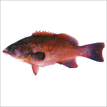 Grouper Fish