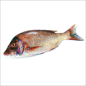 Emperor Fish